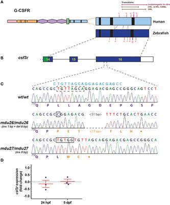 Leukemia-associated truncation of granulocyte colony-stimulating factor receptor impacts granulopoiesis throughout the life-course